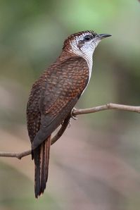 クリイロヒメカッコウ  Banded Bay Cuckoo, Bay-banded Cuckoo (Cacomantis sonneratii, Penthoceryx sonneratii)