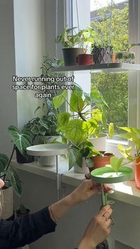 There‘s never too many plants but sometimes too little space - unless you add a clamp tray and extend your windowsill or plant shelf 🪴🪴🪴 Windowsill clamp trays are perfect if you want to place more plants near the window so they get more light. you have cats or other pets that also want to have space on the windowsill. you want to make beautiful plant arrangements using clamp trays. you simply want to make more space for plants on your plant shelf or windowsill!