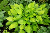 Hosta lily growing in garden