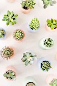 Succulents!