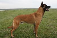 Belgian Malinois