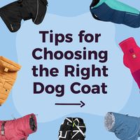 Keep your pup dry and happy this winter with the perfect coat.