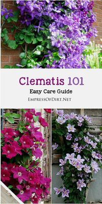 Clematis 101 Easy Care Guide | Clematis is one of the most-loved garden vines yet it's not always easy to know when to prune your vines or leave them alone. This will help you determine which type of clematis vine you have and when it's best to trim it back, and when you should leave it alone.