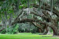 Live Oak - Description, Planting and Growing