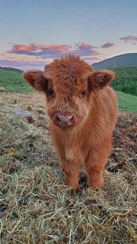 Reddit - aww - Baby highland cow in the mountains of Colorado