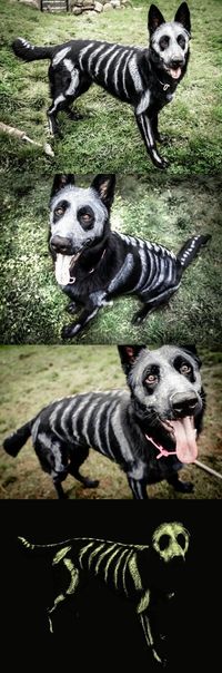 Skele-pooch is going to be glowing come Halloween! ~ black dog with pet-safe…