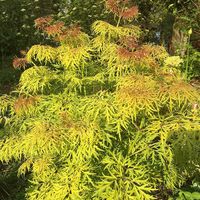 "(Elderberry) Add color to your garden! LEMONY LACE® Elderberry in a 4\" pot 6-12\" tall Sambucus racemosa PP26613 is a golden green Elderberry that is getting a lot of attention! The new growth starts off as a orangey-red and then turns to a golden green. Not only does LEMONY LACE bring you bright colored leaves, the foliage also is deeply cut, creating an extremely delicate, airy texture. In the spring white flowers appear that will turn into bright red fruit in the fall. Standing 3-5 foot tal