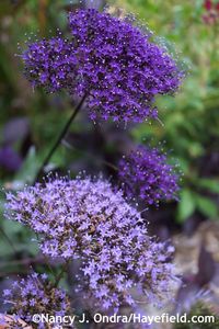 Trachelium caeruleum and Black Knight at Hayefield.com