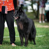 PONGO DE LA RONZE 6 juillet 2019 (HIRO DE LA RONZE x JOY DE LA RONZE) Eleveur: PARELLADA PATRICIA Prop: IATTONI CATHERINE