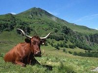 Cantal - vache Salers