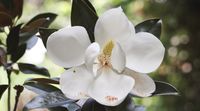 11 Reasons Why You'll Love Magnolia 'Little Gem'