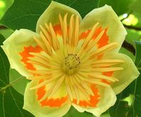 PRICES MAY VARY. 1 Tulip Poplar Tree, Live Plant 8 To 15 Inches Tall In Quart Pot, Tulip Poplar Live Plant, Tulip Tree, Yellow Poplar Tree, Tulip Poplar Tree Live Plant Outdoor, No Ship To CA Zones: 4–9 Sun: Full Sun 1 Tulip Poplar Tree, Live Plant 8 To 15 Inches Tall In Quart Pot, Tulip Poplar Live Plant, Tulip Tree, Yellow Poplar Tree, Tulip Poplar Tree Live Plant Outdoor, No Ship To CA