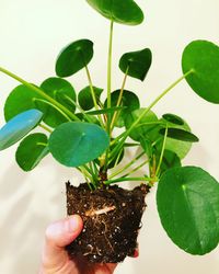 Need to know how to encourage Pilea pups to grow? Read my top 10 tips to ensure that your plant produces lots of pups, including 1 tip that no one talks about!