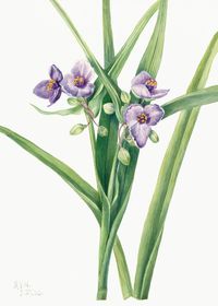 Virginia spiderwort flower psd botanical illustration | premium image by rawpixel.com / nap