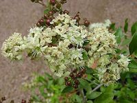 Reseda odorata