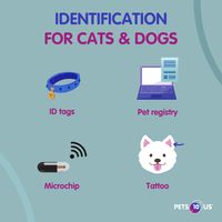 Did you know it's #NationalPetIDWeek? Here are four options when it comes to identifying your pet.