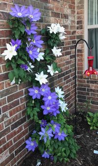 Beautiful outdoor trellis ideas | Gardening | Garden decor ideas