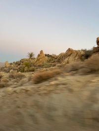 joshua tree, desert, california