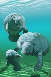 size: 18x12in Art Print: Manatees by Lantern Press : Artists