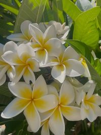 #plumeria #flower #aesthetic #summer #tropical #tropicalvibes #flowers #island #aesthetic