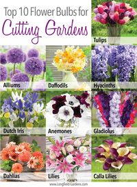 If you love making fresh flower arrangements, planting a cutting garden is the best way to ensure you always have an abundance of beautiful, homegrown flowers on hand.   Full post here: http://www.longfield-gardens.com/article/Top-10-Flower-Bulbs-for-Cutting-Gardens