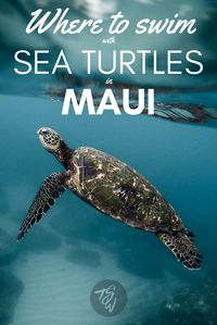 A kayaking excursion with Maui Kayak Adventures is the perfect way to have close encounters with gorgeous sea turtles on this Hawaiian island.