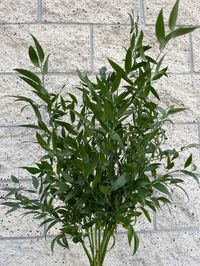 Fresh Italian Ruscus Bundle Ruscus ACULEATUS California - Etsy