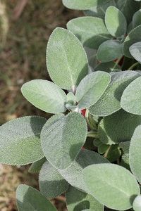 Salvia officinalis 'Berggarten'