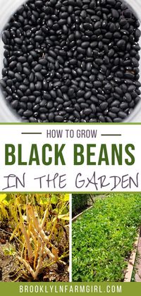 How to Grow Black Beans from seeds in your vegetable garden.  Looking for a new plant to grow in  your garden this year?  Try growing black beans!  They're easy to grow, produce a good yield and store great for recipes!