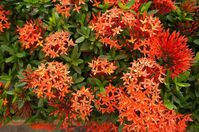 red Dwarf Ixora e1587971623900