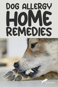 Does your dog suffer from allergies? Discover the magic of homemade solutions with DIY dog allergy treatments. These allergy relief remedies for dogs at home are gentle, effective, and designed to keep your four-legged family member happy and itch-free. 🏡🐶❤️