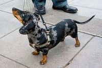 Black and Tan Dapple Doxie