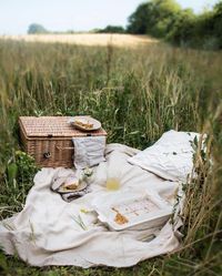 So there was a picnic in a corn field thishellip