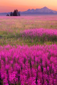 Alaskan Fireweed | Steve Ellison via 500 px (dimensions changed by someone else when uploaded to tumblr, URL correct back to photographer)