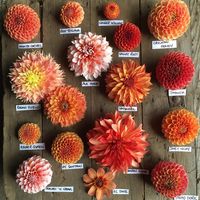 Next up...all the oranges in bloom in the garden. Working through the rainbow of beauty I am enjoying each day. #homegrownflowerswa #dahlias #whatcomcounty