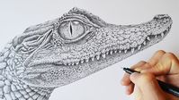 The Caiman - Stippling Timelapse