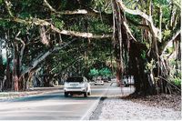 Old Cutler Rd, Coconut Grove, Miami, Florida, USA. Sadly due to storms this   tree tunnel is no longer so beautiful.