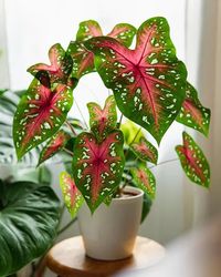 Fan of variegated large foliage plants? These Indoor Caladium Ideas from Instagram will lure you into gracing your home with this beauty! Caladiums come in plenty of shades, shapes, and sizes and shower the best tropical vibes wherever they grow. Spruce your interiors by taking inspiration from these Indoor Caladium Ideas from Instagram!