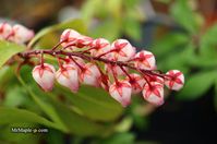 Pieris japonica 'Katsura’ 'Katsura' Flowering Japanese andromeda Zones 5-8 Full Sun/Mostly Shade 'Katsura' is a pieris selection with wine colored new growth, which matures to dark green. This creates a great contrast mid-summer and early spring when new growth in pushing. Bell shaped pink blooms on 'Katsura' are an additional feature that will add a lot to this floweirng Japanese andromeda. 'Katsura' may reach 6 ft in height by 5 ft in width in 10 years. 'Katsura' was selected and introduced by Yoshimichi Hirose in Japan.  Limited Quantities Available !! As we have over a thousand cultivars of woody ornamentals, we often do not have many of each cultivar. We recommend that you buy the woody ornamentals you want immediately as we often sell out of certain selections.