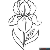 Iris Flower Coloring Page | Easy Drawing Guides