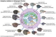 Galapagos finch (bird group) - Images and Videos | Britannica.com