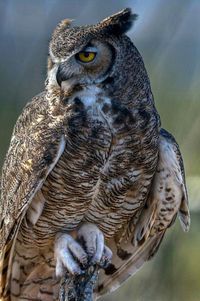 Owl