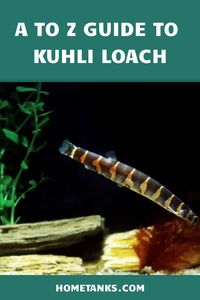 If you want to know about kuhli loach then this article is for you. This article will be your guide in knowing everything about kuhli loaches. #kuhliloachfish #freshwaterfish