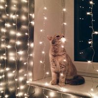 cat, light, and animal image