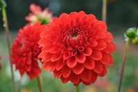 lollipop dahlias - Google Search