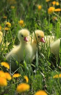 ducklings