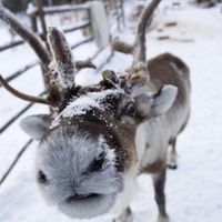 Reindeer