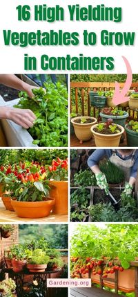 16 High Yielding Vegetables to Grow in Containers