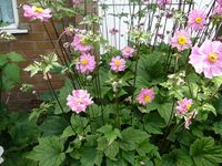 Partial Shade:  anemone japonica 'queen charlotte'