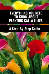 This step-by-step guide will teach you everything there is to know about planting Calla Lilies, whether you're a beginner or an experienced gardener.